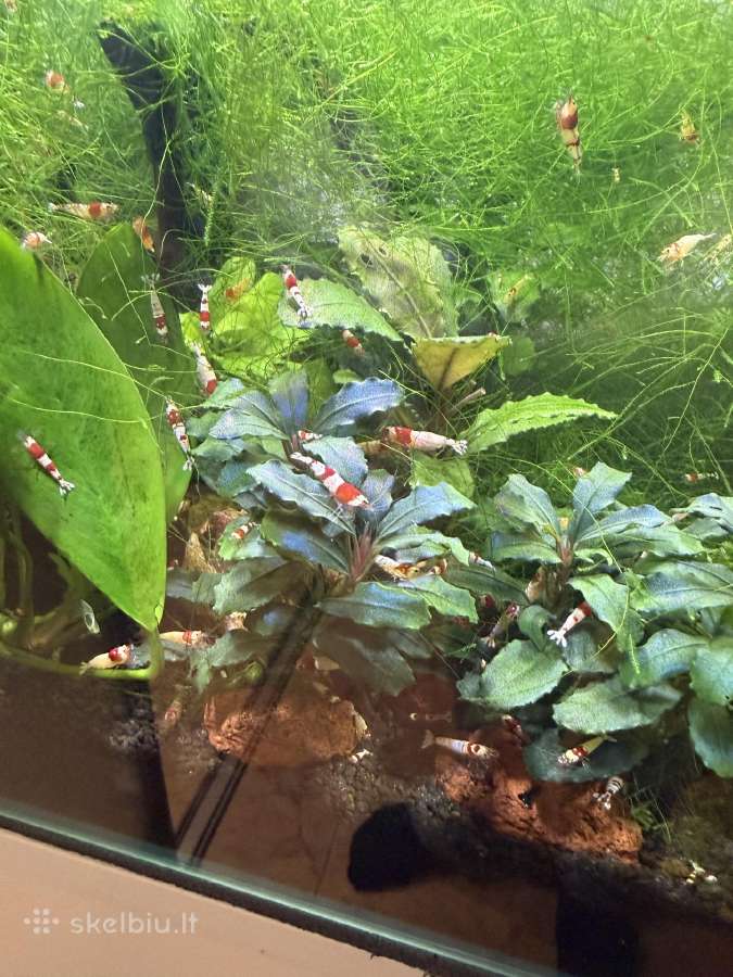 Krevetes Crystal Red Shrimp ( Caridina ) - nuotraukos Nr. 4