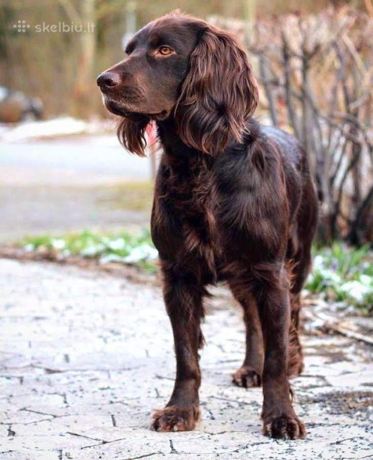 Ieškau pirkti Boykin Spaniel