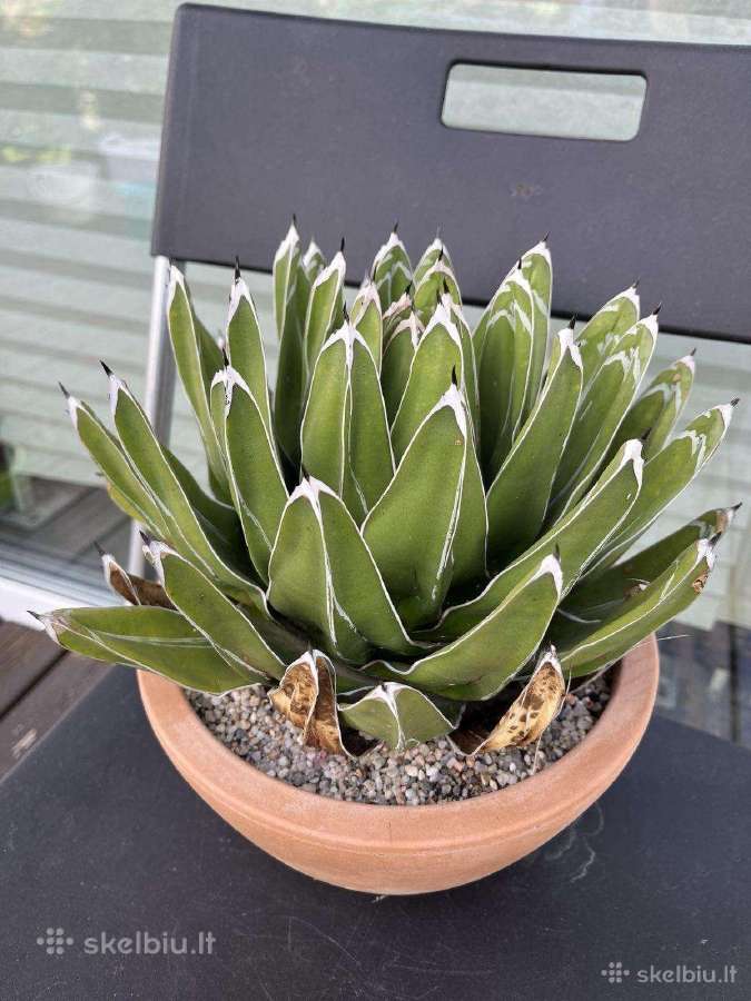 Parduodu kambarines geles - nuotraukos Nr. 27