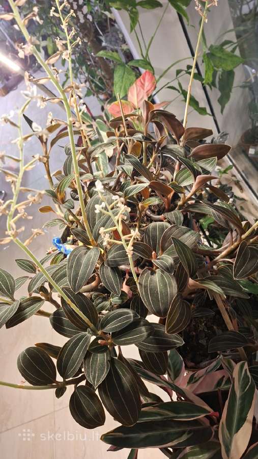 Ludisija discolor-orchidėja - nuotraukos Nr. 8