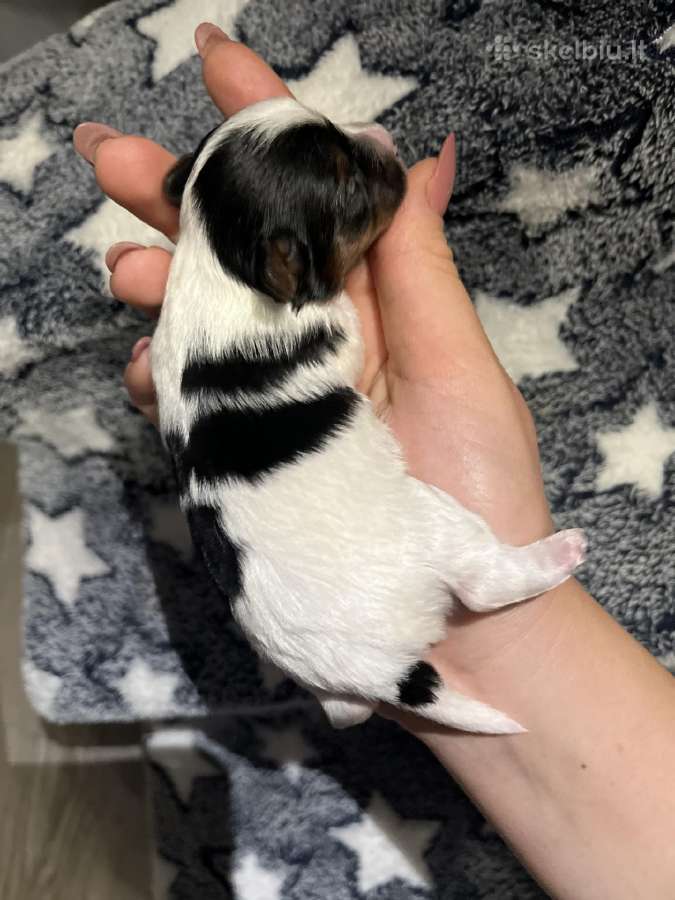 Byver (Bywer) Biever Terrier Berniukai - nuotraukos Nr. 20