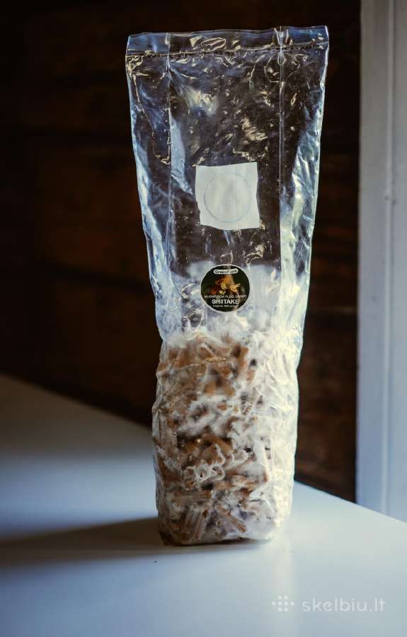Shiitake grybų kaiščiai 500 vnt.