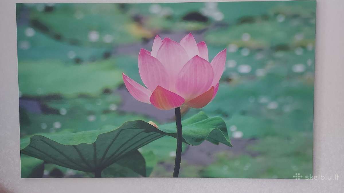 Paveikslas nuotrauka ant drobės 100x60 cm