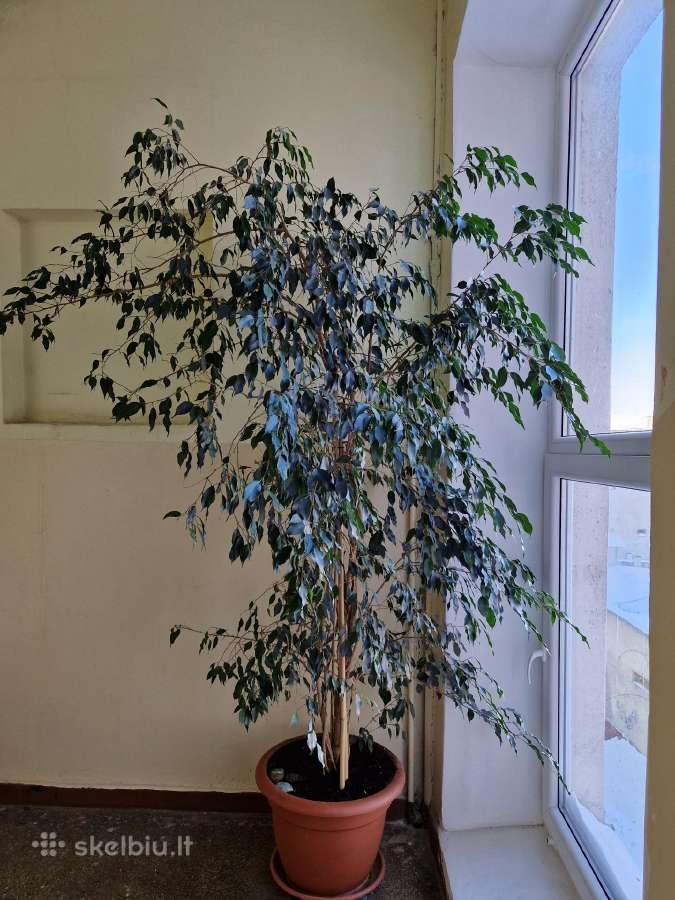 Didelė kambarinė gėlė / augalas Fikusas, 2,4 m - nuotraukos Nr. 10
