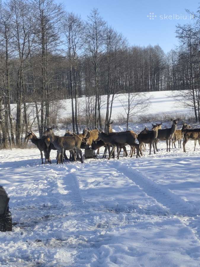 Taurieji elniai su aptvaru - nuotraukos Nr. 2