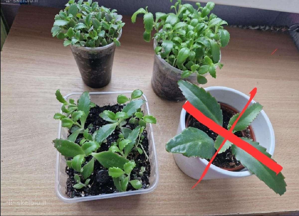 Kambarinės gėlės: - nuotraukos Nr. 3