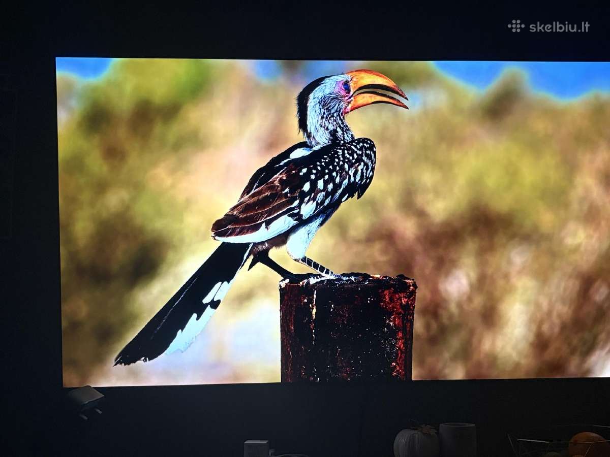 LG Oled ‘65 - nuotraukos Nr. 6