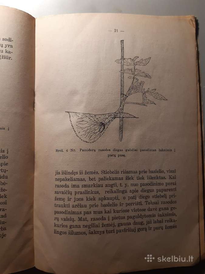 Pomidorai knygelė - nuotraukos Nr. 4