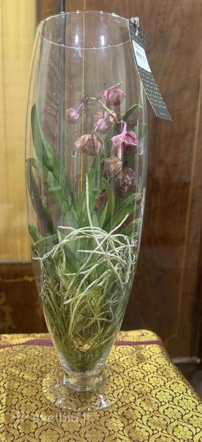 Orchideja Vanda