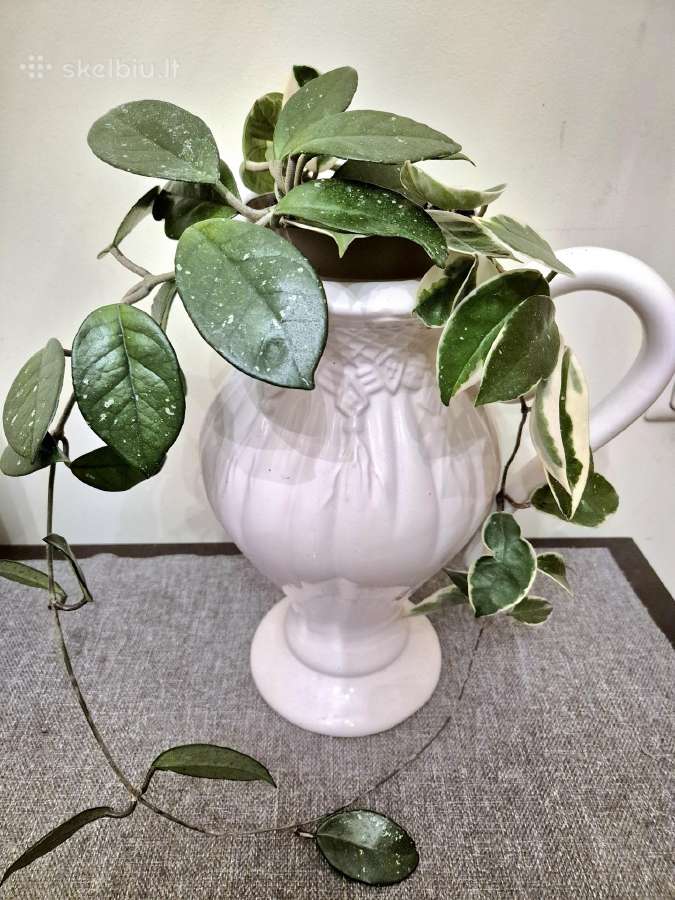 Kambarine gele"hoja".