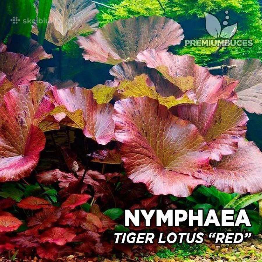 Nymphae Tiger Lotus