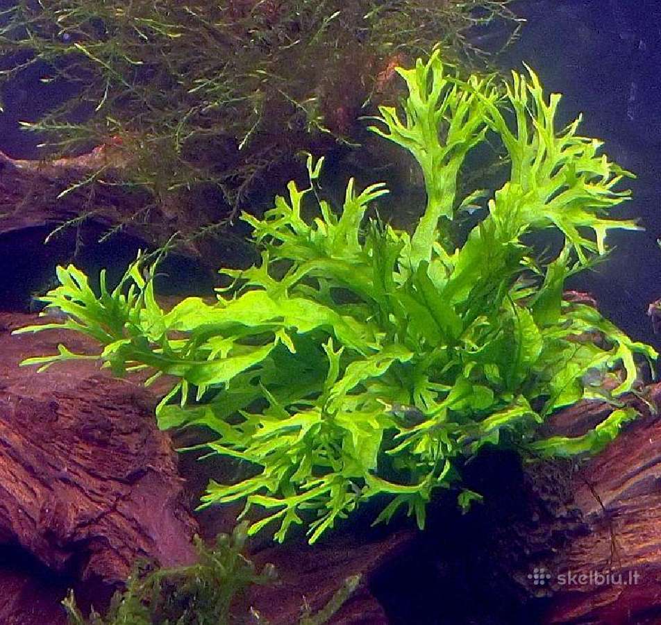 Microsorum "Windelov"