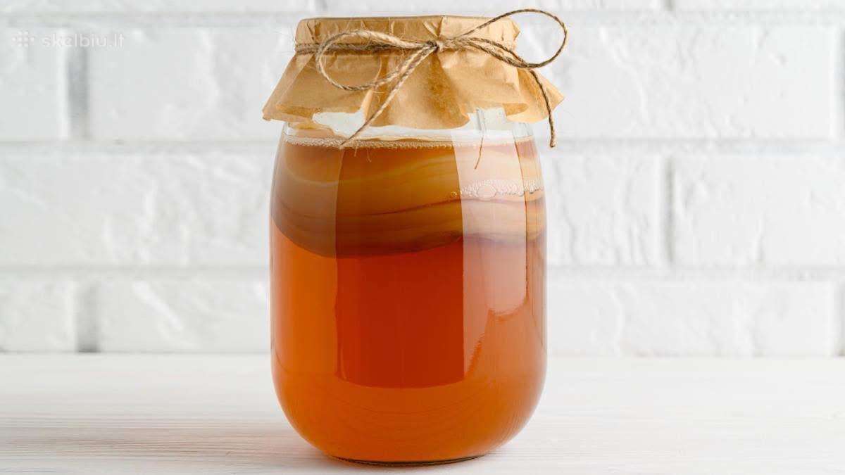 Arbatos grybas Kombucha Klaipeda
