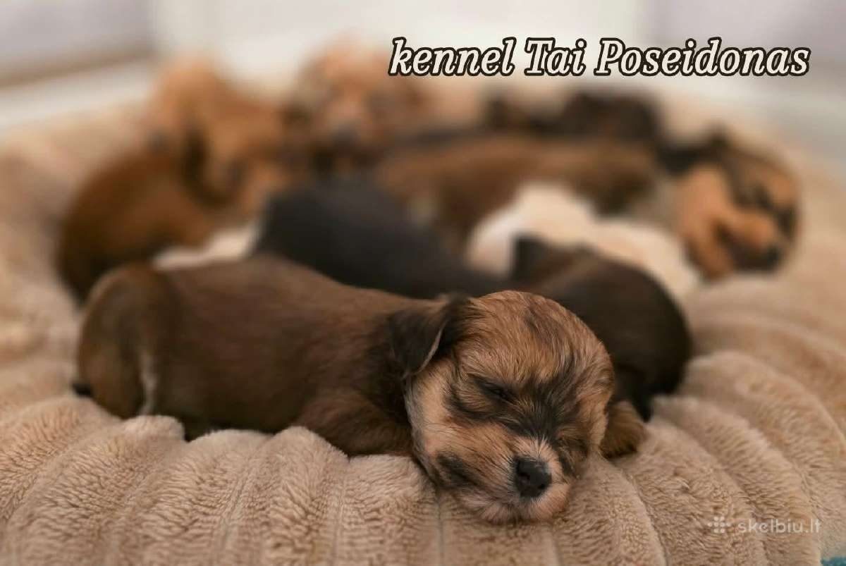 Havanos bišonų šuniukai - nuotraukos Nr. 7