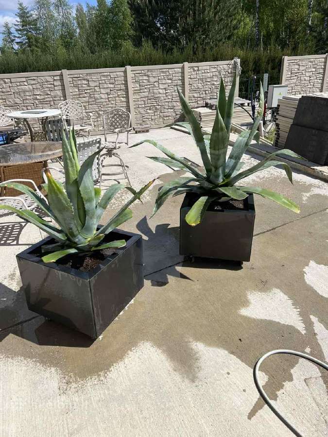 Rūdinto metalo corten vazonas - nuotraukos Nr. 11
