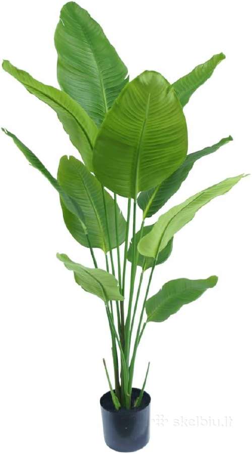 Dekoratyvinis augalas