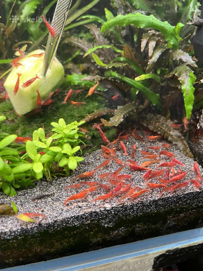 Krevetės cherry-ancitrusai-augalai Koridorai - nuotraukos Nr. 2