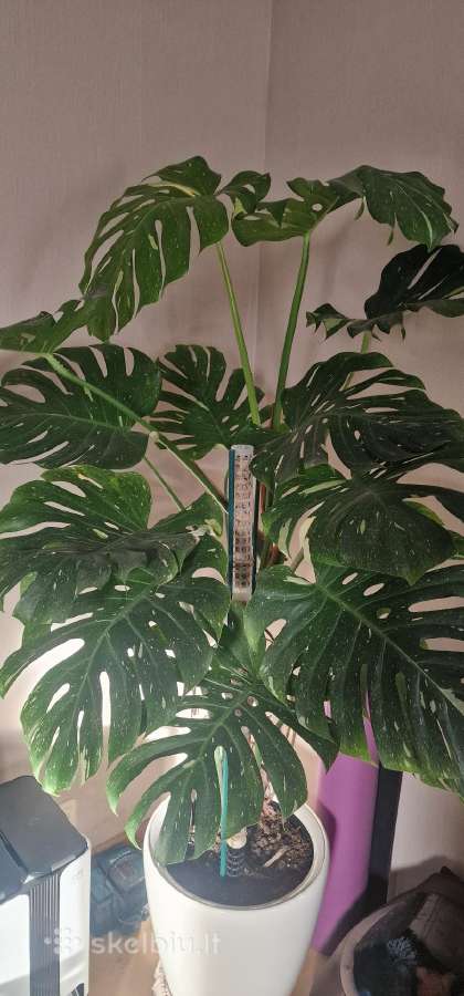 Monstera thai constellation