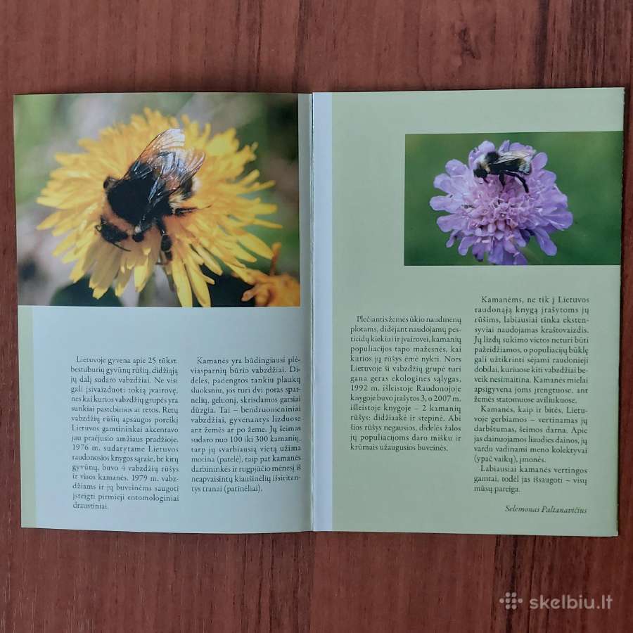 Lankstinukas 2008 m. Kamanė / Bombus - nuotraukos Nr. 9