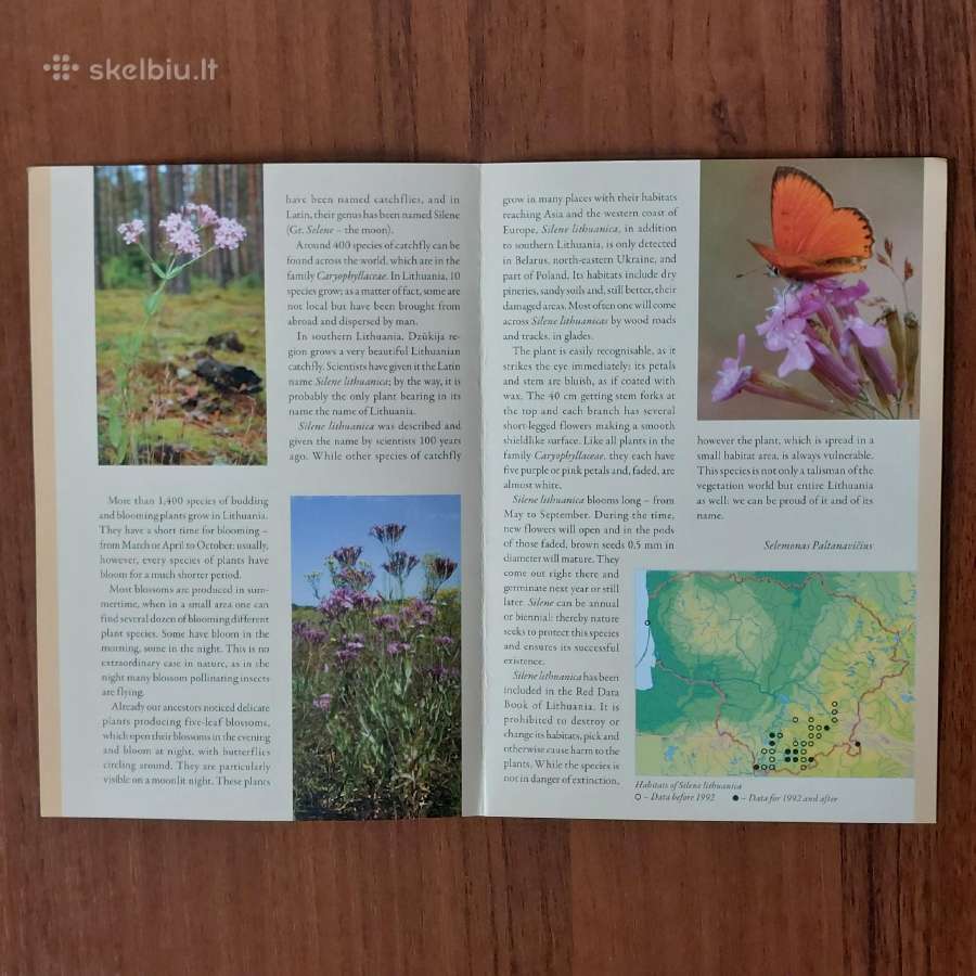 L-as 2009 Lietuvinė naktižiedė / Silene Lithuanica - nuotraukos Nr. 5