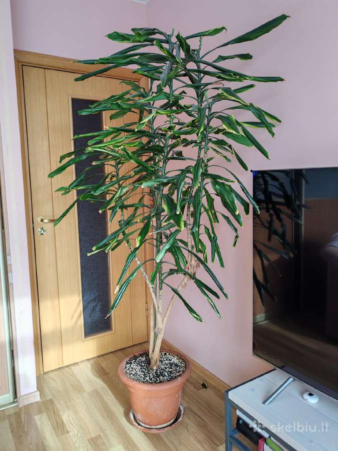 Parduodu kambarinį augalą Dracena