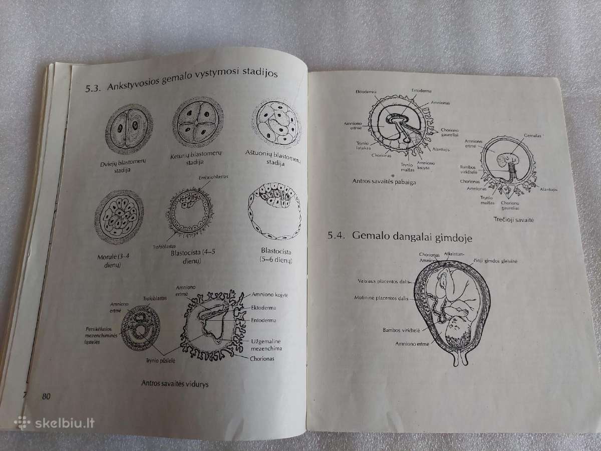 Bendroji biologija - nuotraukos Nr. 8