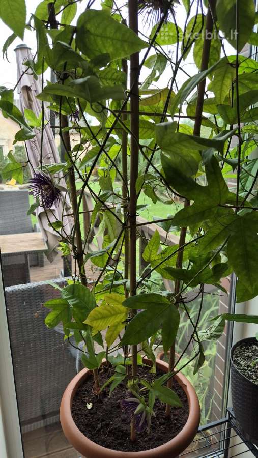 Passiflora "Soi Fah" Parduodama - nuotraukos Nr. 6