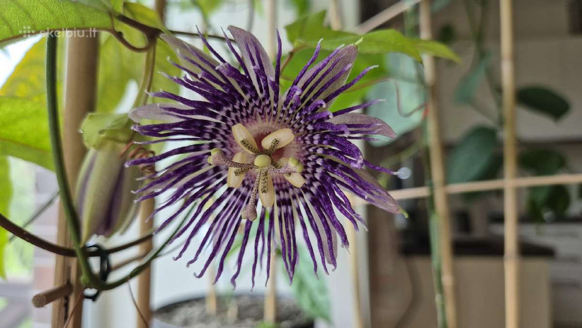 Passiflora "Soi Fah" Parduodama - nuotraukos Nr. 3