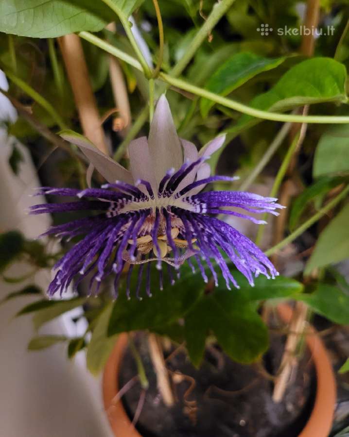 Passiflora "Soi Fah" Parduodama - nuotraukos Nr. 5