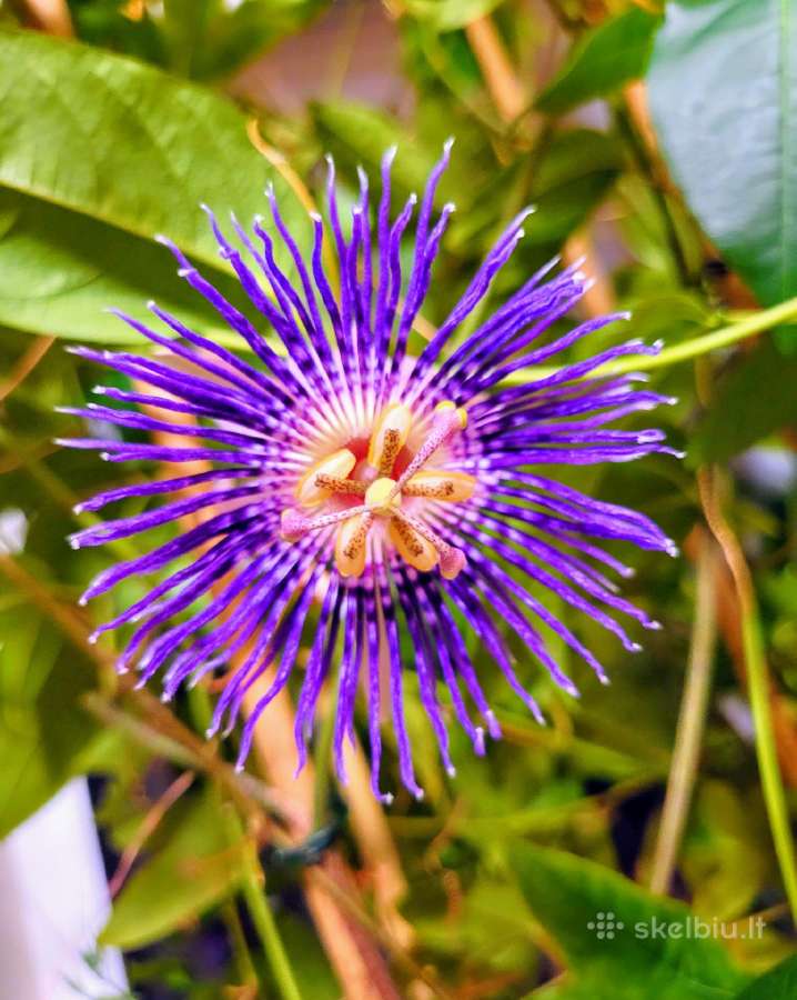 Passiflora "Soi Fah" Parduodama
