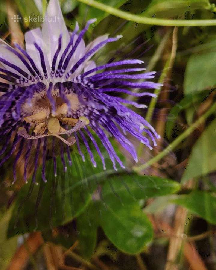 Passiflora "Soi Fah" Parduodama - nuotraukos Nr. 4