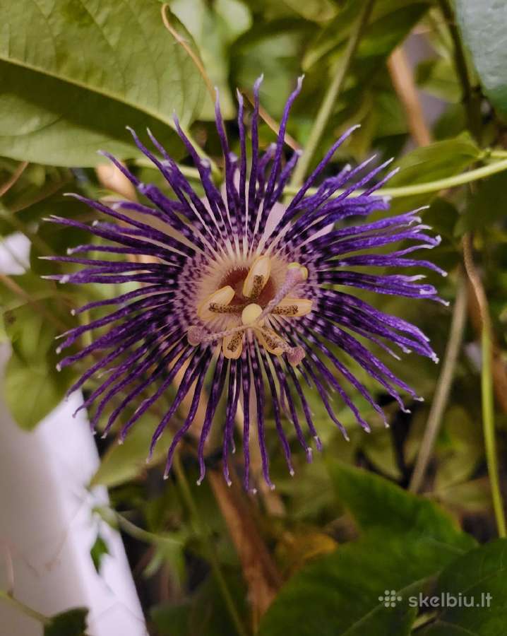 Passiflora "Soi Fah" Parduodama - nuotraukos Nr. 2