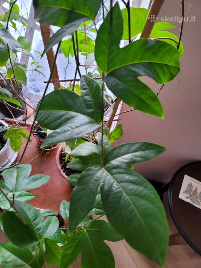 Passiflora "Soi Fah" Parduodama - nuotraukos Nr. 7