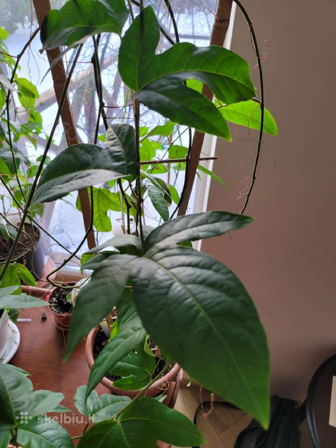 Passiflora "Soi Fah" Parduodama - nuotraukos Nr. 8