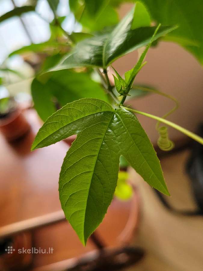 Passiflora "Soi Fah" Parduodama - nuotraukos Nr. 9