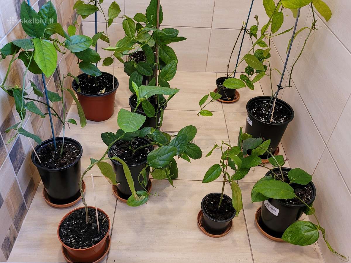 Passiflora "Alata Linhares" Parduodama - nuotraukos Nr. 7