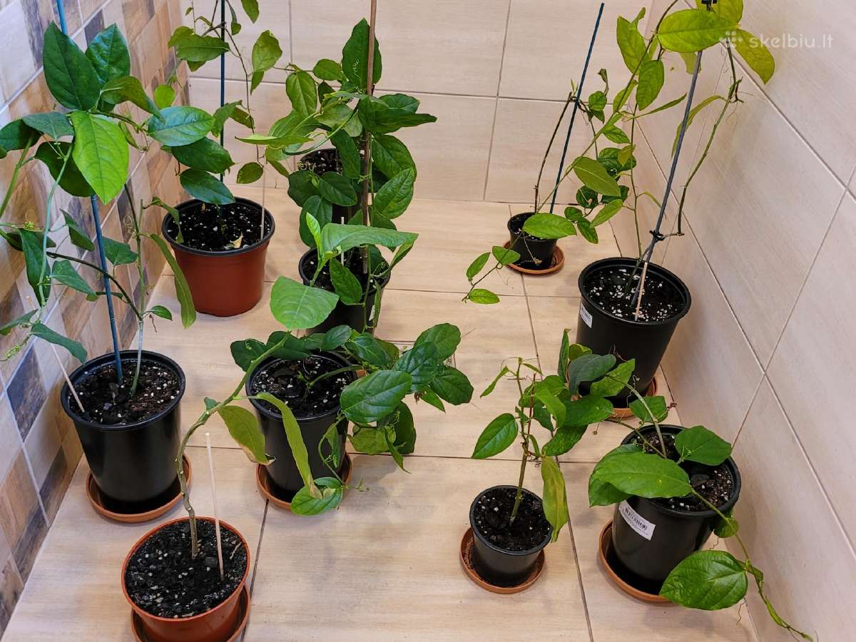 Passiflora "Alata Linhares" Parduodama - nuotraukos Nr. 8