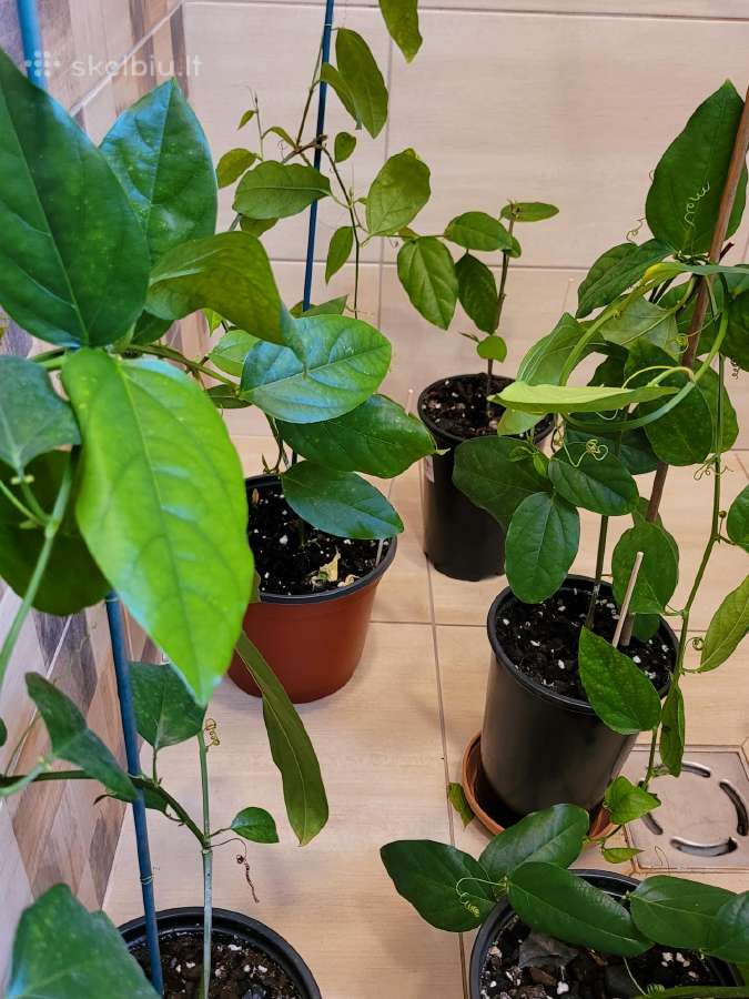 Passiflora "Alata Linhares" Parduodama - nuotraukos Nr. 9