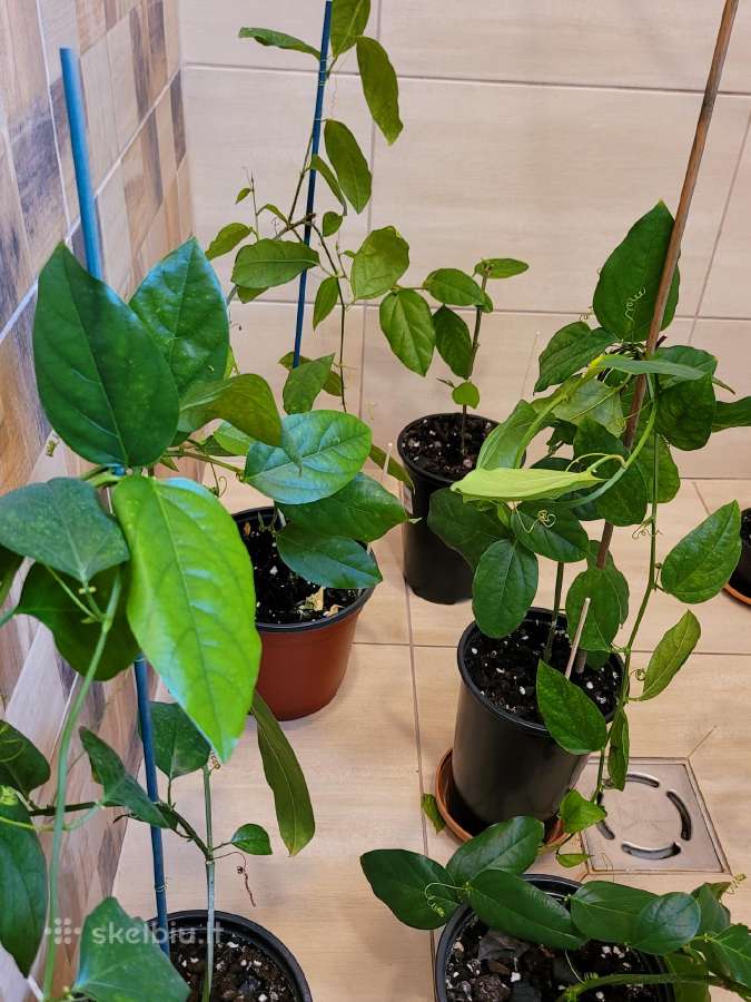 Passiflora "Alata Linhares" Parduodama - nuotraukos Nr. 10