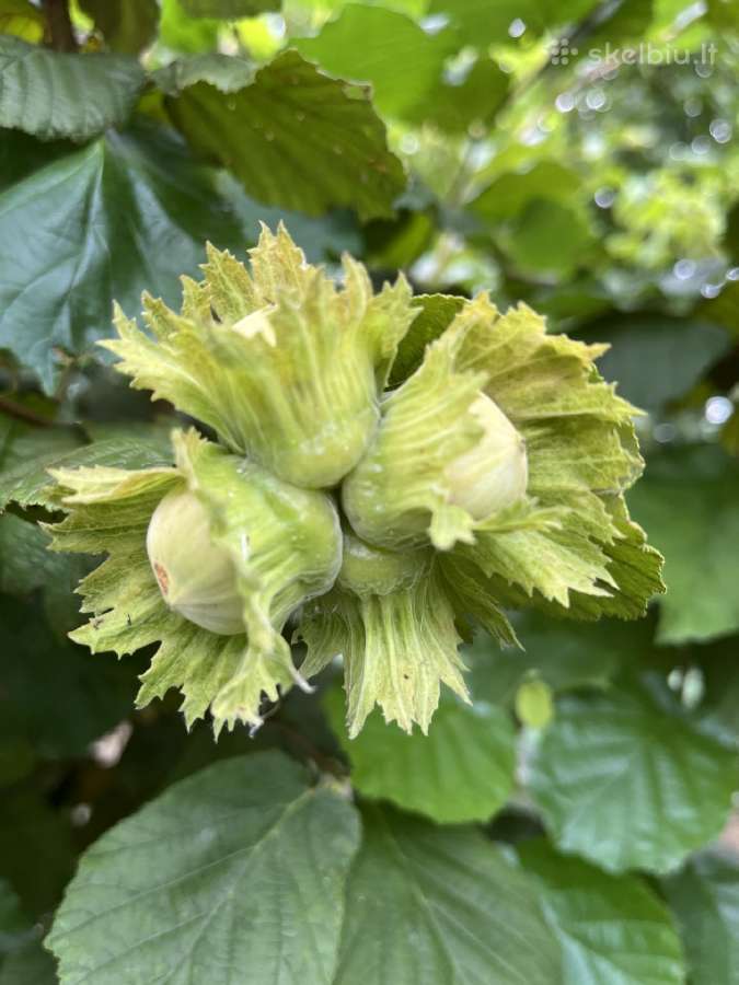 Obelų, kriaušių, slyvų ir kt sodinukai urmu -6 eur - nuotraukos Nr. 37