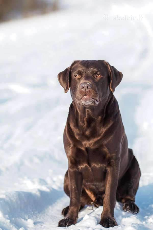 Labradoro retriveris reproduktorius kergimui - nuotraukos Nr. 8