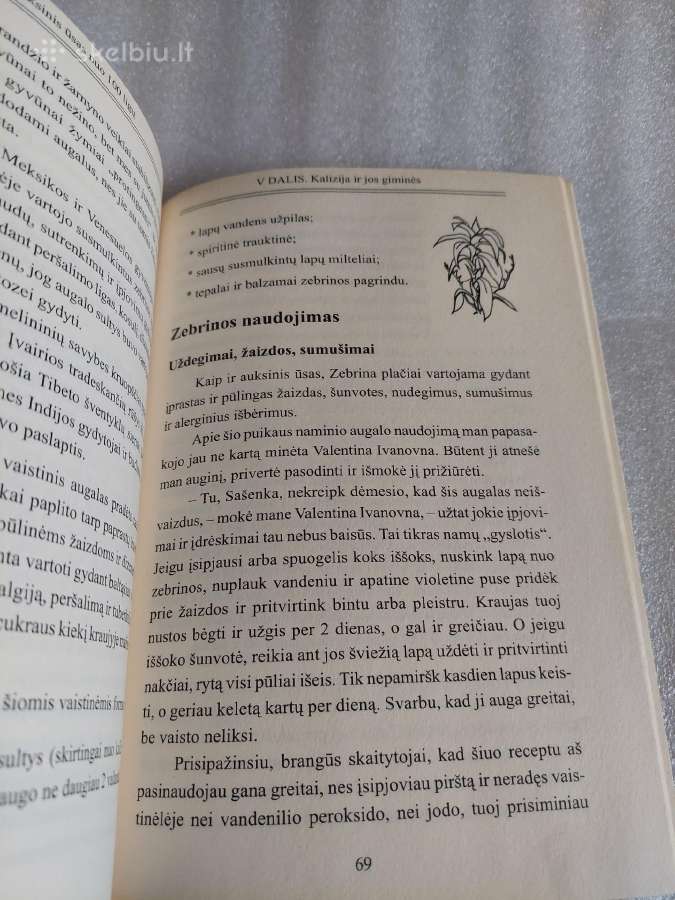 Auksinis ūsas nuo 100 ligų - nuotraukos Nr. 7