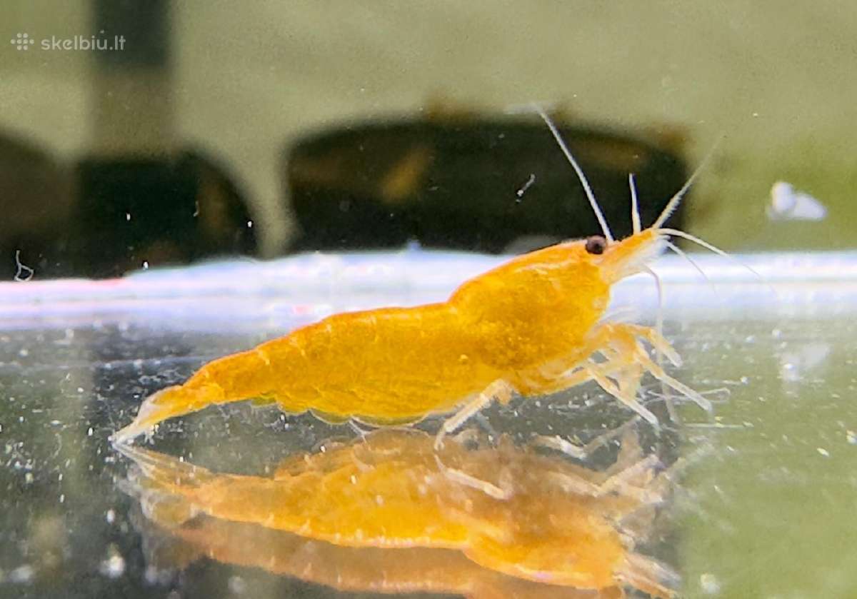 Orange Sakura Neocaridina - krevetės - nuotraukos Nr. 3