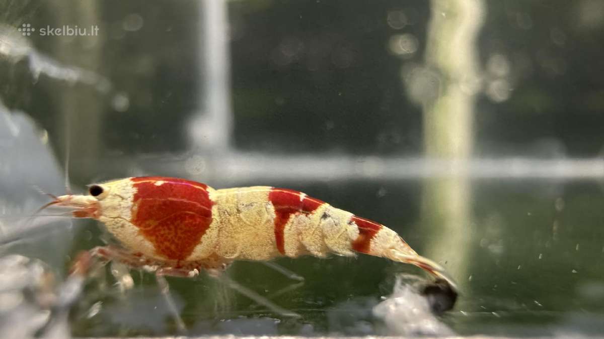 Crystal red shrimp - nuotraukos Nr. 4