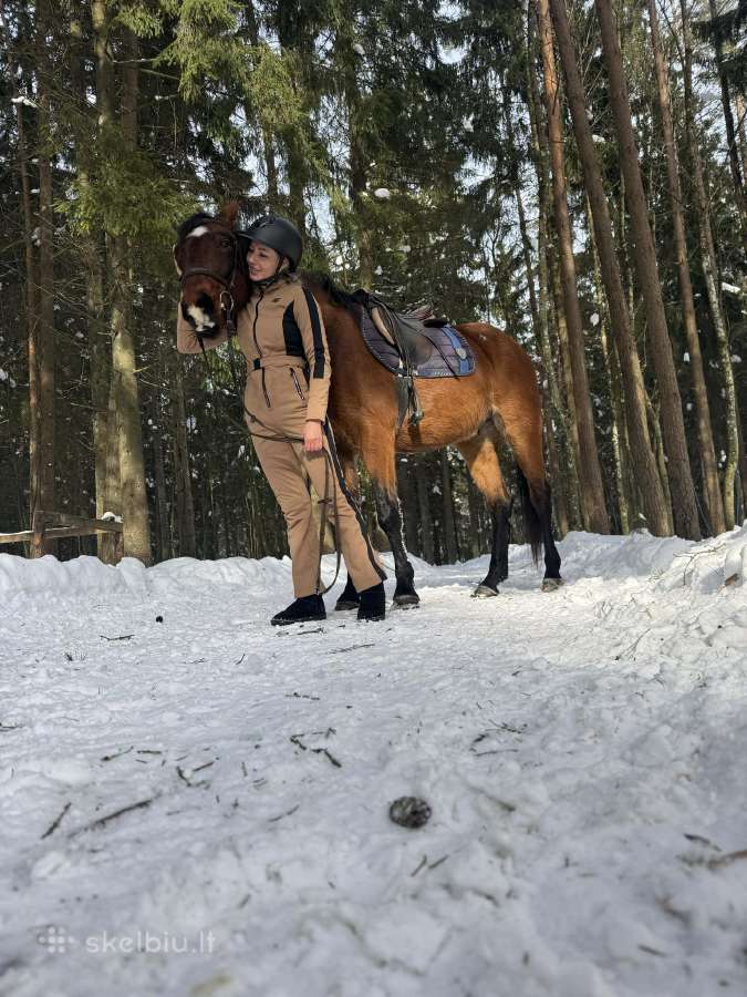 Baltijos šiltakraujis žirgas - nuotraukos Nr. 16