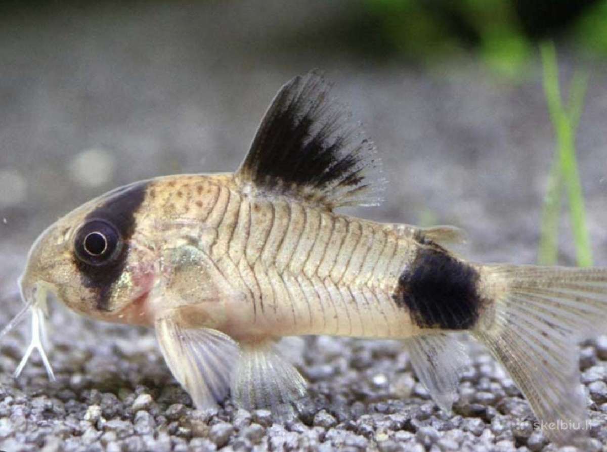 Įv. akvariuminės žuvelės Šiauliuose - nuotraukos Nr. 2