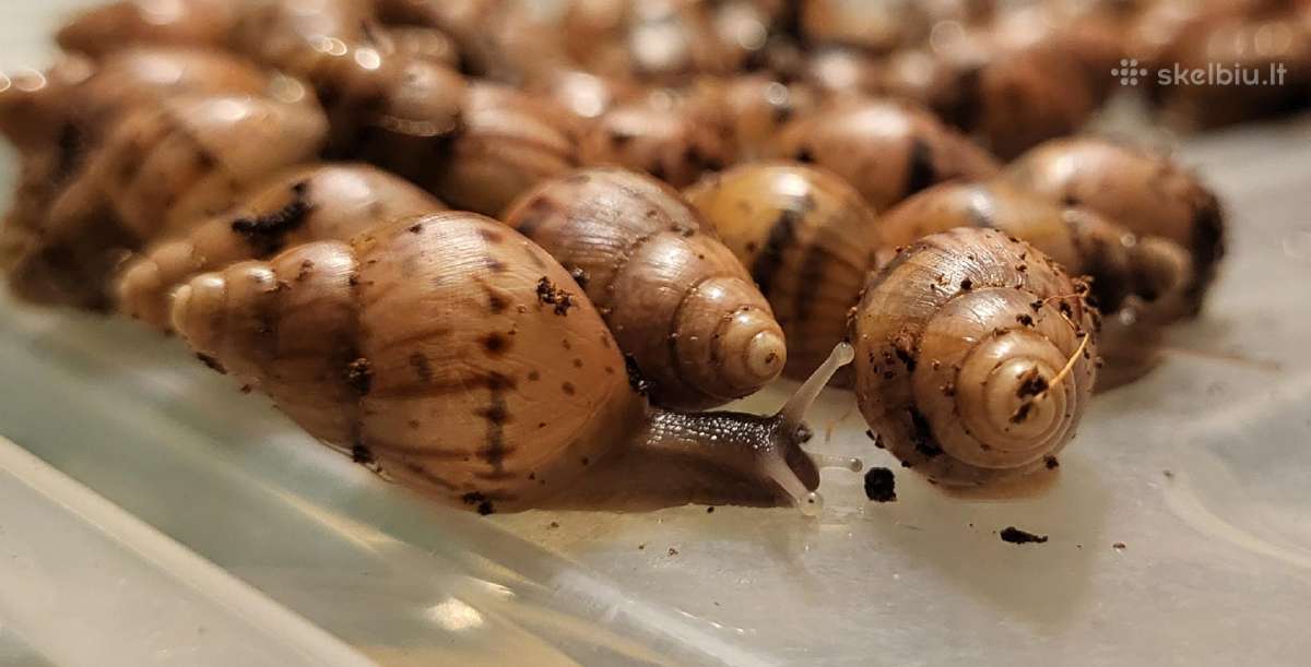 Dovanoju afrikines sraiges