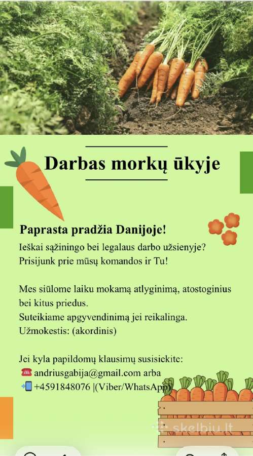 Darbas Danijoje morkų ūkyje