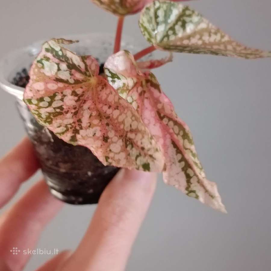 Begonia Snow Capped variegated