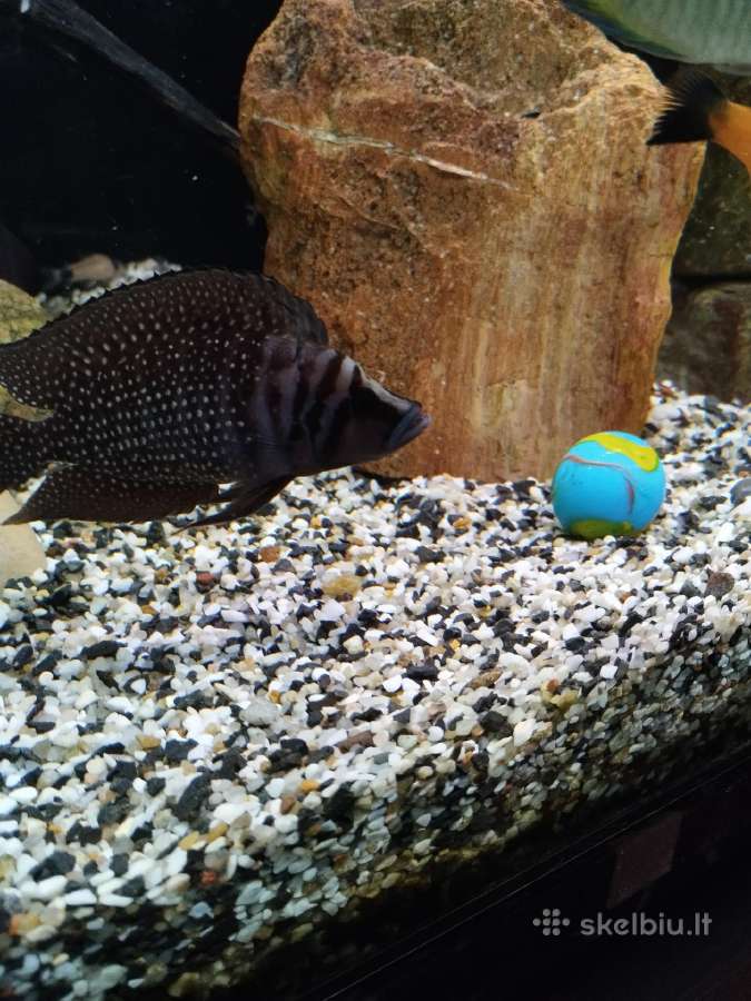 Akvariumo gruntas